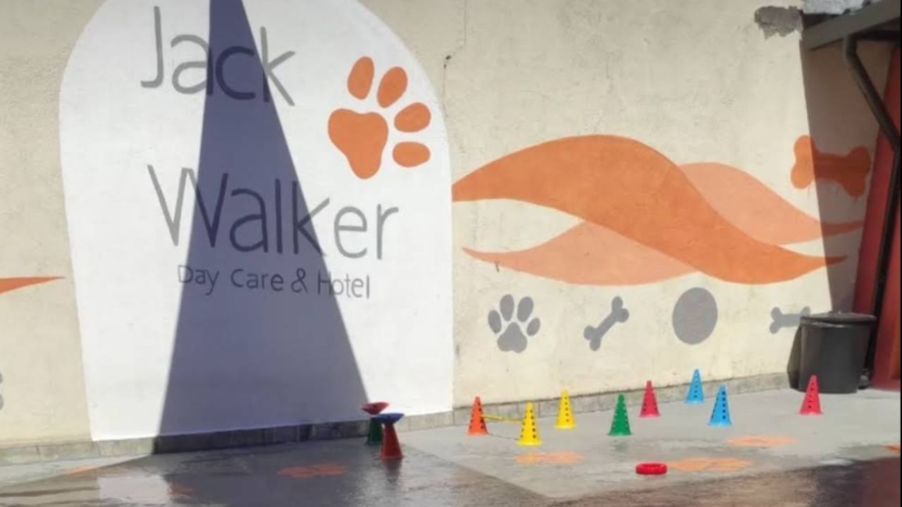 creche para cachorro Jack Walker