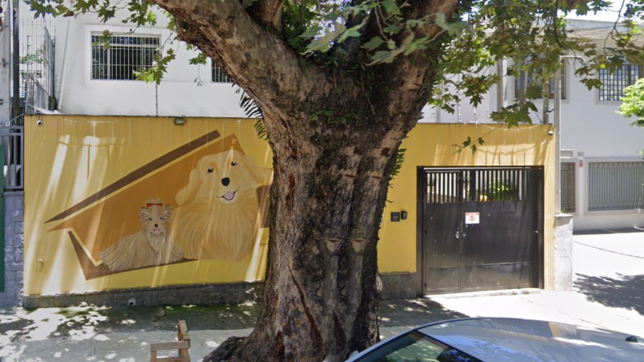 creche para cachorro too dog