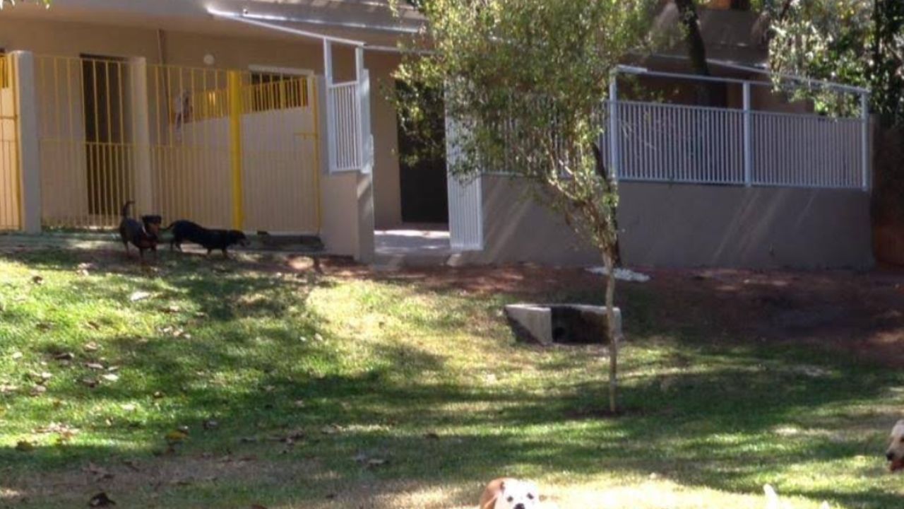 carol-pet-hotel