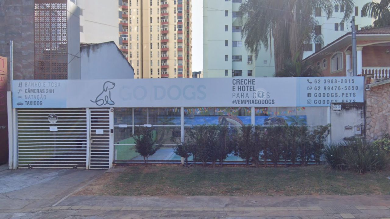 creche para cachorro go dogs
