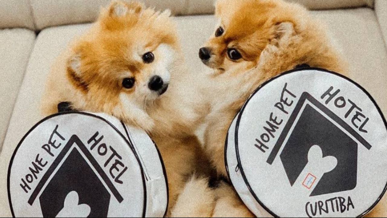 creche para cachorro Home Pet Hotel