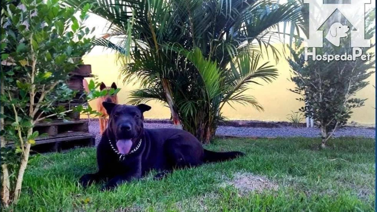 creche para cachorro hospedapet sinop