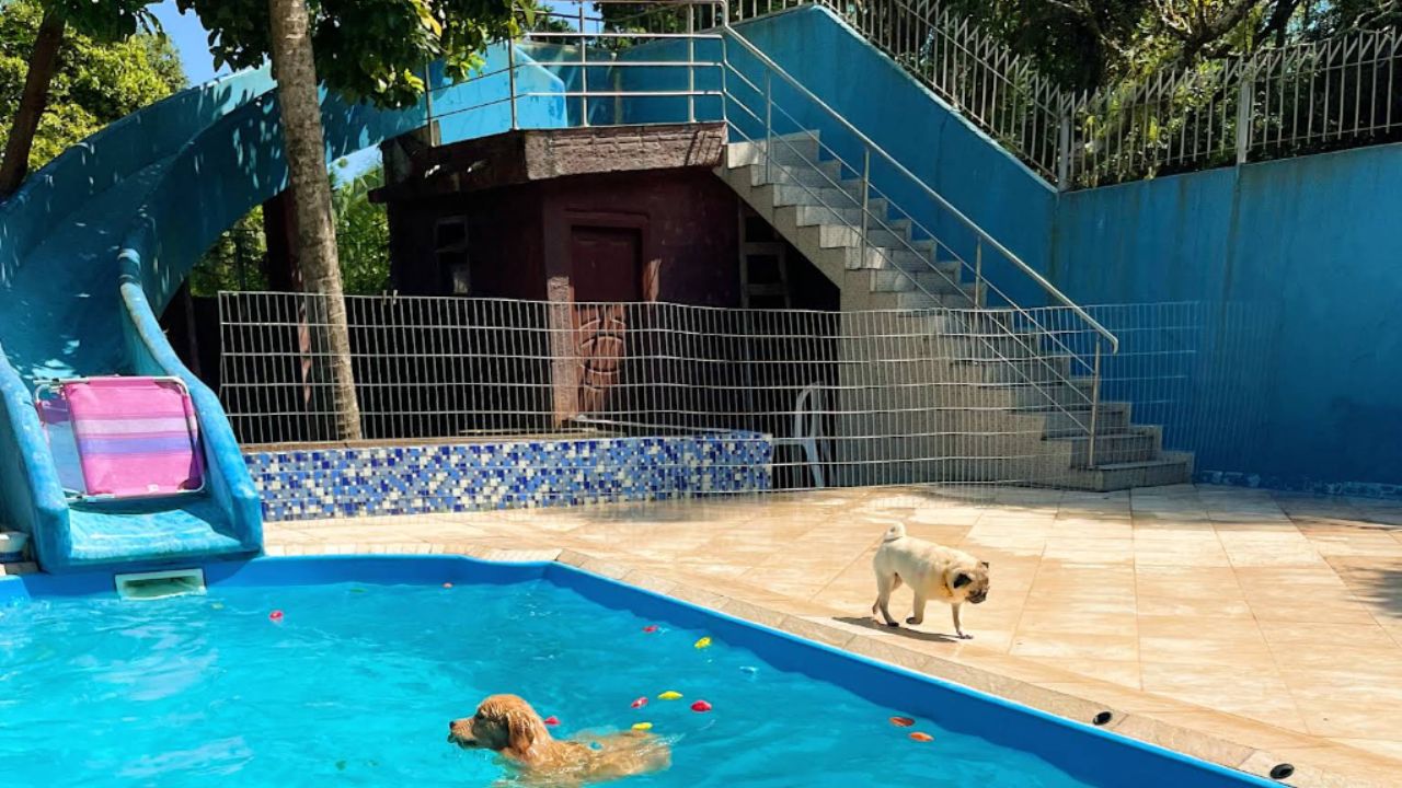 creche para cachorro lume