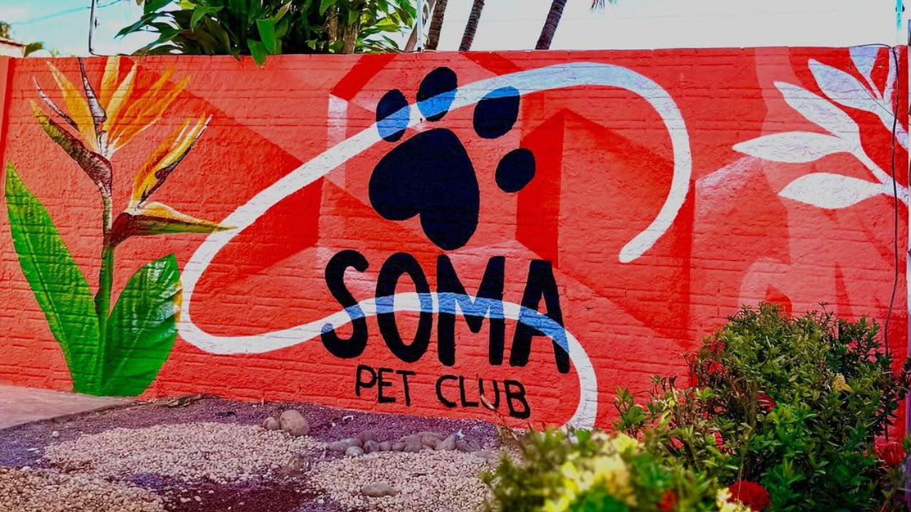 creche para cachorro soma pet club