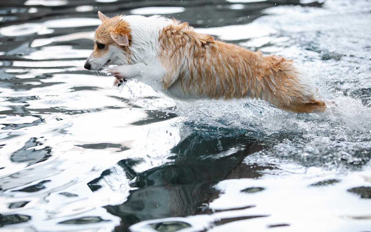 Creche para Cachorro com Piscina