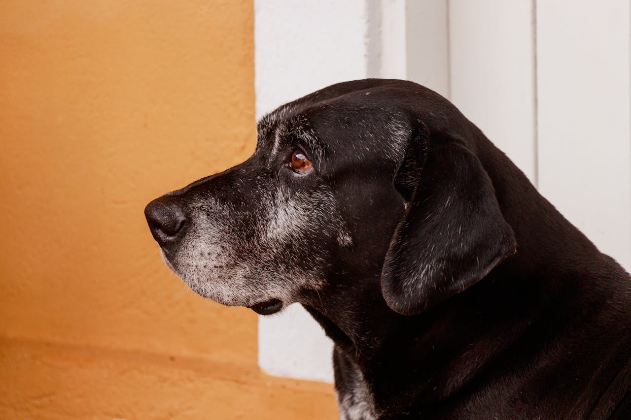 Cachorro Idoso na Creche